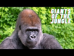 Gorilla: Description, Species, Habitat, & Facts