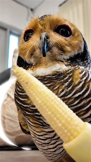 Bibib Goes to the Zoo! 🦉🐥🐼🎉