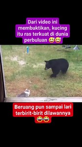 1.8M views · 43K reactions | Beruang vs kucing  #kucinglucu #catlover #catvideo | Yyu Winda | Facebook