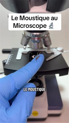 Un moustique au microscope ? #microscope #bacterie #science