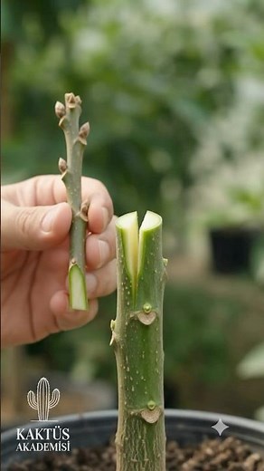 AVOCADO GRAFTING | How to Graft an Avocado Grown from Seed? 🥑 #organicfruit