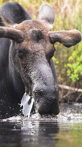 3.3M views · 10K reactions | Bull Moose Eating Aquatic Plants Wincent w9PMa wildlife #nature #moose | HAWI Studios | Facebook
