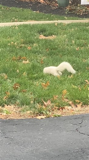 Wowsa! I've never seen an all white/albino squirrel with red eyes before! This one one seemed oblivious to me as I stopped in my tracks and stood there with my eyes blinking in surprise, trying to figure out what I was seeing, lol. Estimates suggest a female gray squirrel has a 1 in 100,000 chance of giving birth to an albino offspring, so it's a rarity! It was so enchanting and I feel so lucky to have seen it! #albino #squirrel #columbusohio | Sunny Glen Garden