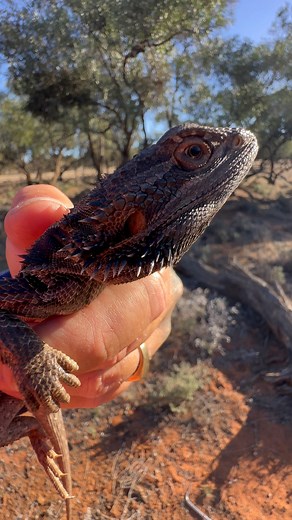 Releasing a rescued Central Bearded Dragon (Pogona vitticeps). Wentworth NSW, AUSTRALIA. | Mick Fullerton Wildlife