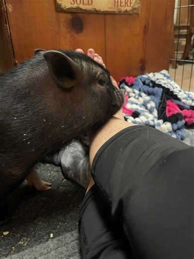 2.8K views · 211 reactions | Tonight’s good night comes from little kitchen piggy who is just precious and maybe named that because I lack any other name and she seems uninterested in any of them lol. In case I’m not back in the morning, just know that the process has started. Nighttime snacks before bed. Lol! Have a great night everyone sleep well, we love you all and we will be back in the morning… Well, maybe not me.  | Amy's Acres Rescue | Facebook