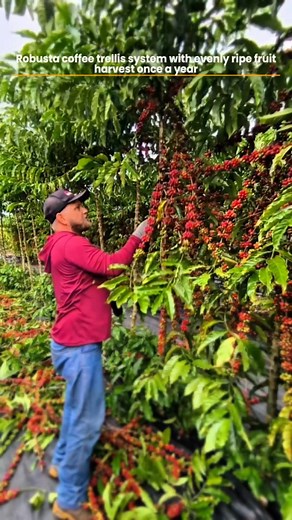 Robusta coffee trellis system with evenly ripe fruit harvest once a year | Coffee Farming