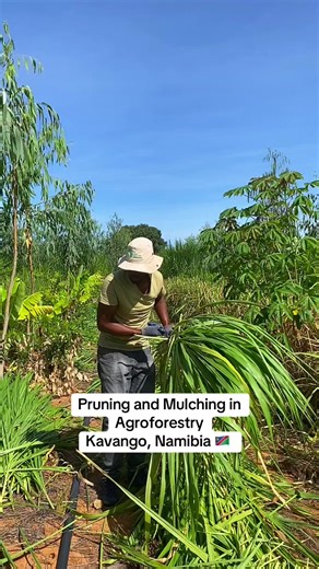 Pruning and mulching with Napier Grass in Agroforestry Systems. Kavango, Namibia 🇳🇦 #namibia #agriculture #agroforestry #farming #fyp