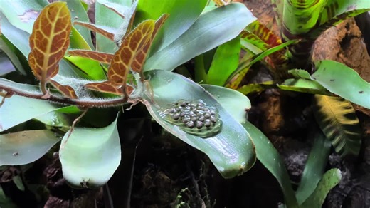 🐸25 new eggs from our Epipedobates anthonyi. 🐸 The Terrarium is a 45x45x60cm Exo Terra Frog Terrarium. 💡Light is Exo Terra Terrasky LED, Exo Terra Reptile UVB100 25W & Exo Terra Forest Canopy LED 6500K.💡 🌿Plants are from Bromelien Westermann.🌿 #epipedobatesanthony #epipedobates #pfeilgiftfrosch #poisondartfrog #exoterra