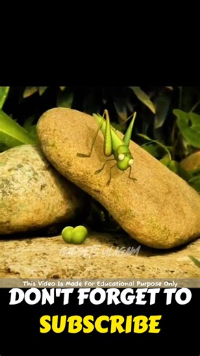 இத கடைசி வர பாருங்க! | Facts Tamizhachi_Facts Ulagam_Fact In Tamil_#shorts