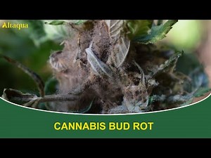 Understanding Bud Rot in Cannabis: Prevention and Control of Botrytis