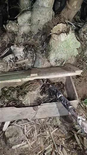 nesting in a wooden box #shortvideo #viral #trending