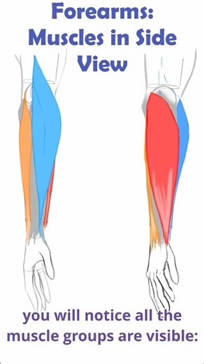 Three Muscle Groups Hiding In Your Forearm #anatomyforartists #shorts