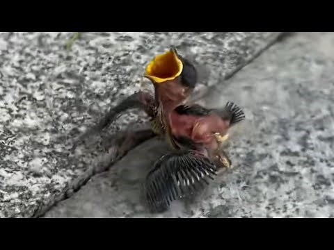 The baby bird fell from her nest and struggled to survive, but a loving person saved her.