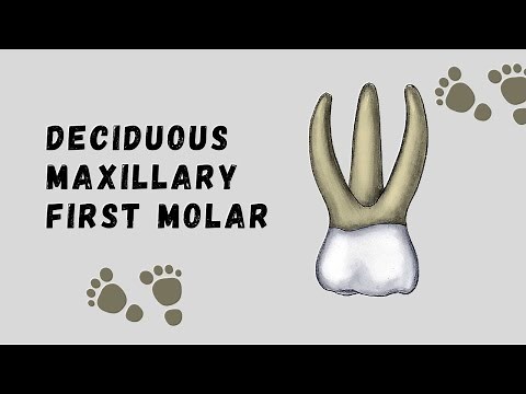 Deciduous Maxillary First Molar | Deciduous Tooth Morphology