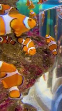 Unique Facts About Nemo Fish: Apparently They Can Change Their Sex