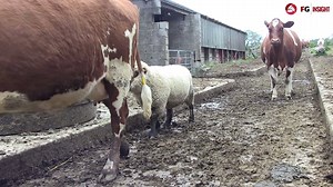 Meet Hamish, the sheep who thinks he's a Dairy Shorthorn cow... | Farmers Guardian