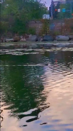 Big MUSKRAT!🦦