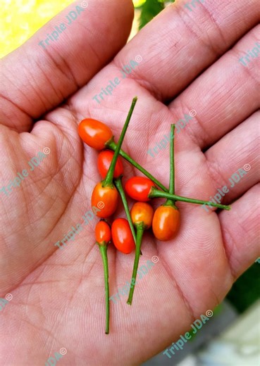 Seeds - Chile Pequin Bird’s Eye Pepper Aji Pajarito Spicy Heirloom Hot Pepper Grown in North Carolina Great for Garden and Cooking 50 Seeds - Etsy