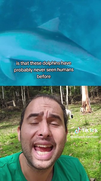 Top 5 Dive Moments - Pod of Dolphins Encounter Humans for the First Time!