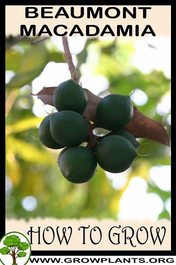 Beaumont macadamia - How to grow & care