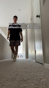 My little army #cats | Elliethetabby