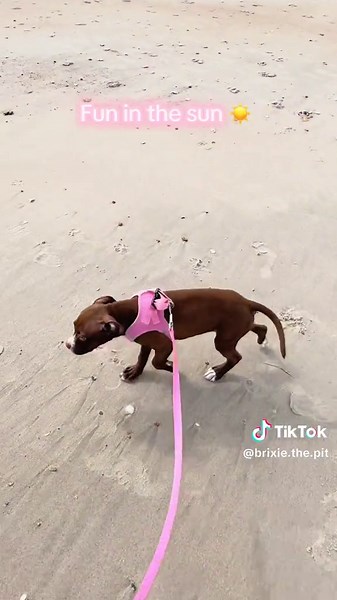 Brixie the Pit: Fun in the Sun with a Rescue Pup