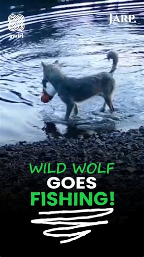 Jarp Media on Instagram: "A remarkable wildlife video has gone viral after capturing a wild wolf using a crab trap to catch fish on the central coast of British Columbia. Scientists say this may be the first documented case of tool use by a wild wolf. The footage shows a female wolf pulling the trap ashore by its rope, removing the bait cup, and successfully enjoying the catch. Researchers praised the wolf’s impressive problem-solving skills, describing the behavior as almost ‘choreographed.’ VI
