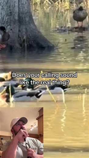 #duckcalling #callingducks | call ducks