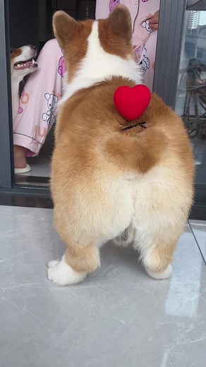 Adorable Corgi Puppy with Heart Accessory