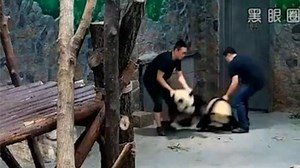 Alleged Panda Abuse Video Goes Viral in China