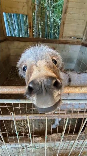 A baby donkey that you'll want to nibble on [Shibukawa Animal Park] Chibita (graduated) #donkey #...