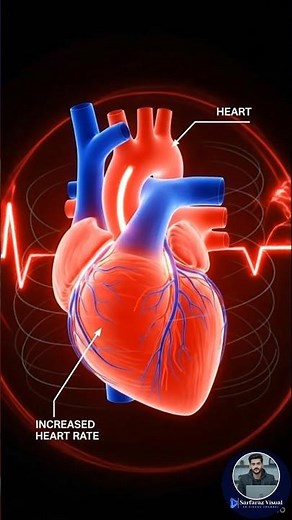 Why Does Your Heart Beat Faster When You're Scared? | 3D Medical Animation | #science #facts #3d