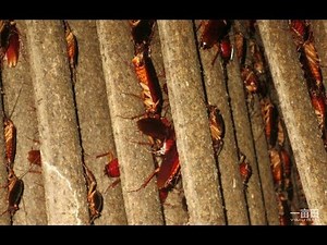 Chinese AI Farm Breeds 6 Billion Cockroaches Annually