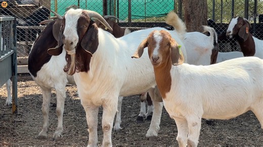 5M views · 88K reactions | इंजीनियर साहब की सफल Goat + Sheep Factory | Goat Farming | Goat Farm Tour #goatfarm #goatfarmer #goatfarming #goatfarmingIndia #bakripalan #sandhuagrofarm | Sandhu Agrofarm | Facebook
