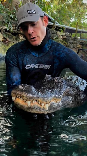 Christopher Gillette on Instagram: "How do you tell an alligator from a crocodile? There are actually many different species of crocodilians around the world, and each one has their own differences, but the very basic dumbed down answer is the alligator has a more round broad snout, crocodiles have a more narrow pointed nose, alligators are darker, crocs are lighter, and in Florida American alligators are usually in freshwater, and American crocodiles are usually in saltwater, although either ca
