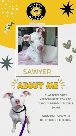 15 reactions | Say hello to Sawyer  A young pup who’s ready to...
