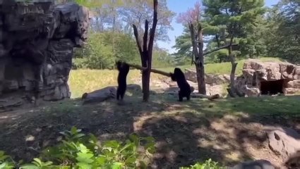 Bears at Queens zoo figure out how to use a branch as a see-saw