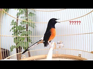 kích lửa cho chòe lửa.kích chòe lửa hót đấu liên tục nhiều giọng | muraibatu | shamabird | บินหลาดง