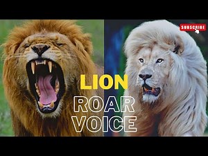 4 Unique Types of lions sound effect | lion roaring sounds # Free Listen Go