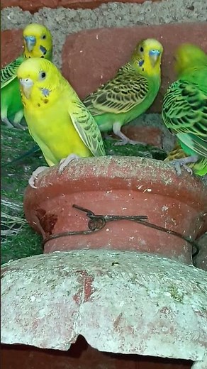 Budgie Parrots Exploring & Playing | Cute Budgies in 2X Zoom 🐦💚 Amazing Bird Video