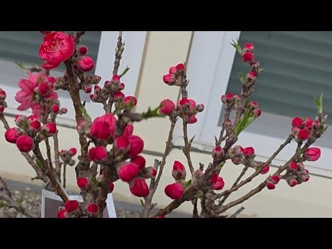 Bonanza|Bonfire|Patio Dwarf Peachtrees|gorgeous flowers
