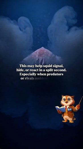 How Squid Change Color So Quickly #Squid #Cephalopods #OceanBiology #AnimalAdaptations #MarineLife