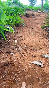 2.7K views · 55 reactions | Tiny Puppy Happily Drinking from a Bottle #PuppyLove #CutePuppies #DogLovers #PuppyLife #InstaPuppy | Countryside puppy | Facebook