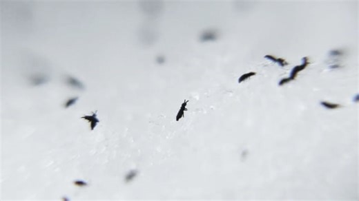 Snow, Fleas, Springtail. Free Stock Video