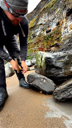 300K views · 3.1K reactions | Fossil finds from today 直✨ Most shale...