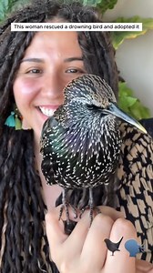 4.3K views · 149 reactions | This woman rescued drowning bird and adopted it animal rescueanim... | Chicago Rescue Dog Rangers | Facebook