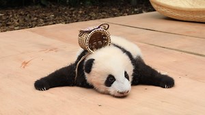 Panda cubs resemble human babies a lot! Is this why you want to cuddle one every time you see them? #BestMoments | iPanda
