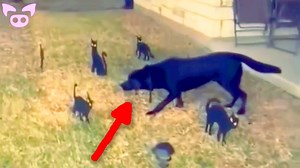 1.1M views · 23K reactions | Real Strange and Scary Clips That Will Baffle You | Slapped Ham | Facebook