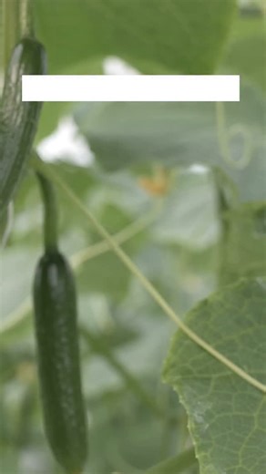 2.5K views · 138 reactions | Rs 12 lakh profit from 1 acre cucumber...