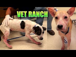 About to be Euthanized